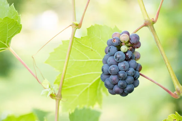Weintrauben Auf Einem Weinberg Kurz Vor Der Herbstlese Selektiver Fokus — Stockfoto