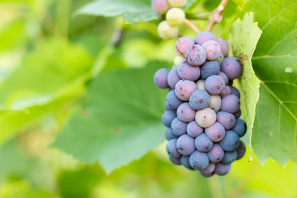 Grappoli Uva Appesi Alla Vite — Foto Stock