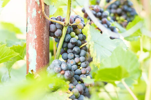 Grappoli Uva Rossa Matura Prima Della Vendemmia — Foto Stock