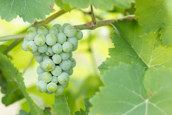 Weiße Unreife Trauben Wachsen Weinrebe Und Trauben Auf Dem Weinberg — Stockfoto