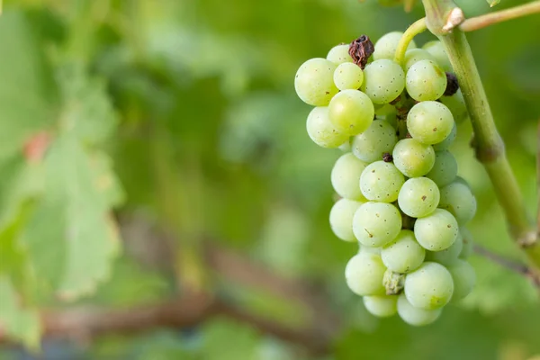 Uvas Brancas Ramo Vinha — Fotografia de Stock