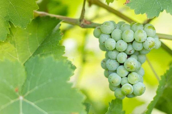 Witte Druiven Rijpen Tuin Groene Druiven Die Wijnstokken Groeien — Stockfoto