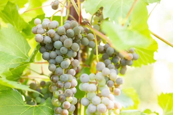 Die Weißen Trauben Auf Einem Weinberg Mit Goldenem Sonnenlicht Bei — Stockfoto