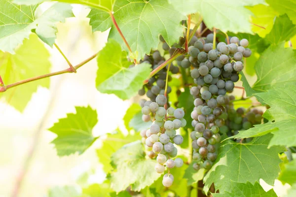 Witte Druiven Een Wijngaard Met Gouden Zonlicht Bij Zonsondergang — Stockfoto