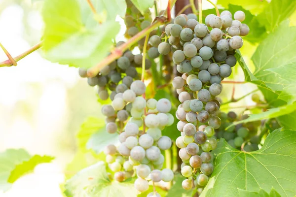 在花园里成熟的白葡萄 葡萄藤上生长着绿色的葡萄 — 图库照片