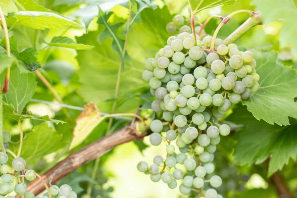 未成熟的白葡萄在花园里的枝条上 遮遮掩掩的葡萄 成熟的白葡萄 — 图库照片