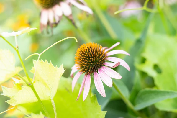 Heller Echinacea Purpurea Sonnenlicht Schöne Lila Sonnenhut Blüten — Stockfoto