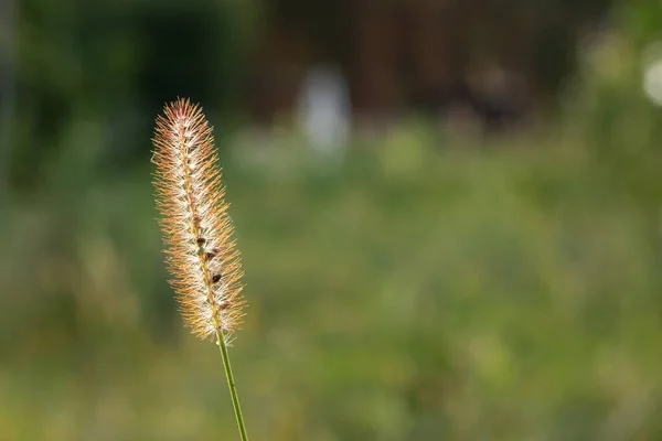 Een Spikelet Een Wazig Groene Achtergrond Stralen Van Zijlicht — Stockfoto