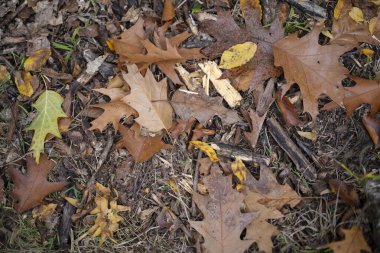 Sonbaharda yere düşen kahverengi meşe yaprakları, doğa kavramı ve mevsimsel değişim.