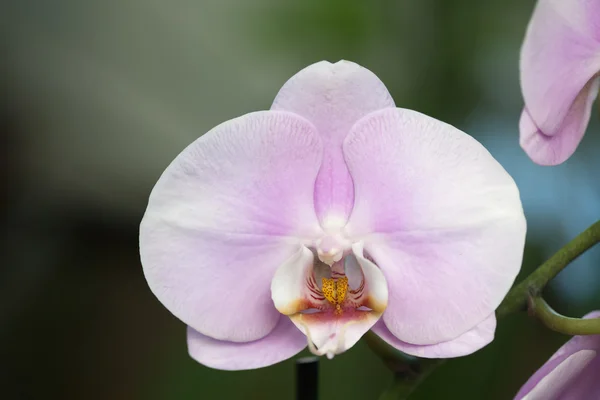 Pink orchid phalaenopsis. Exotic flower macro view. Soft focus, blurred background