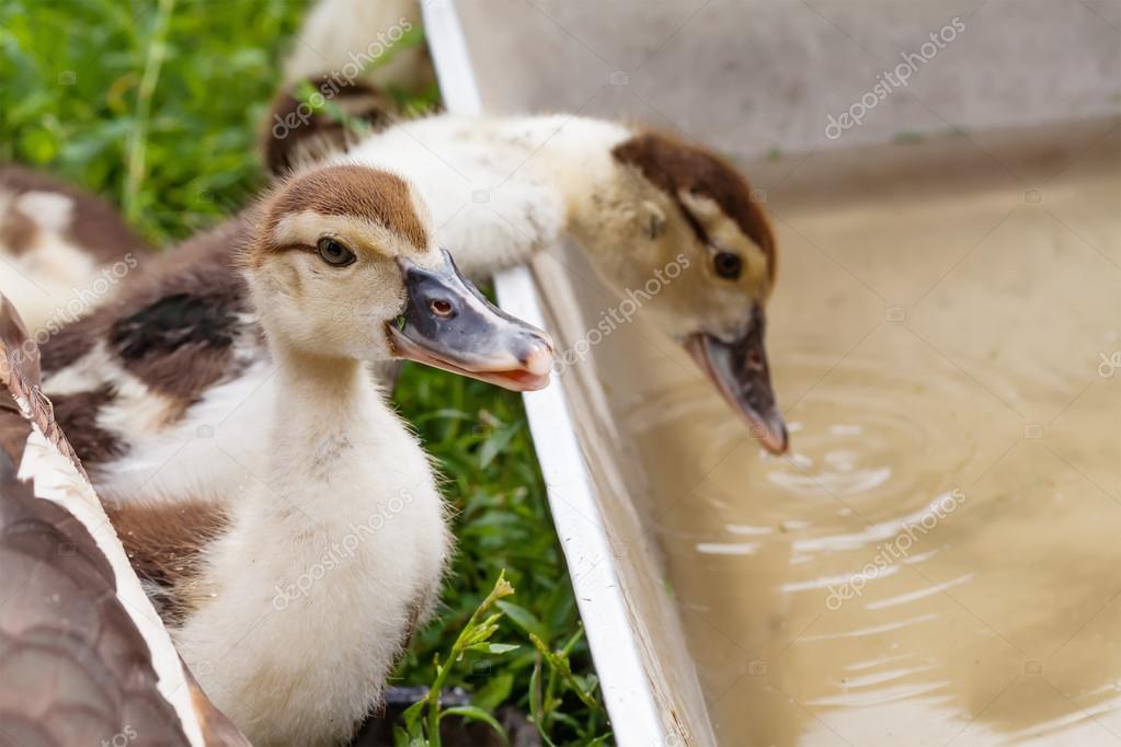 two fluffy duckling one of the ducks drinking water close up soft