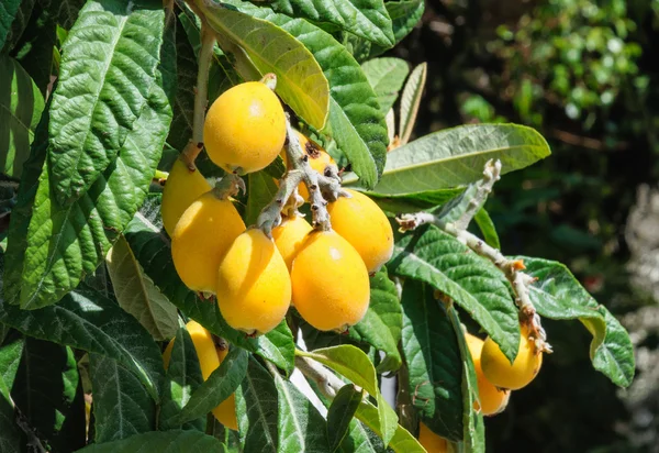 Um monte de loquats maduros na árvore . — Fotografia de Stock