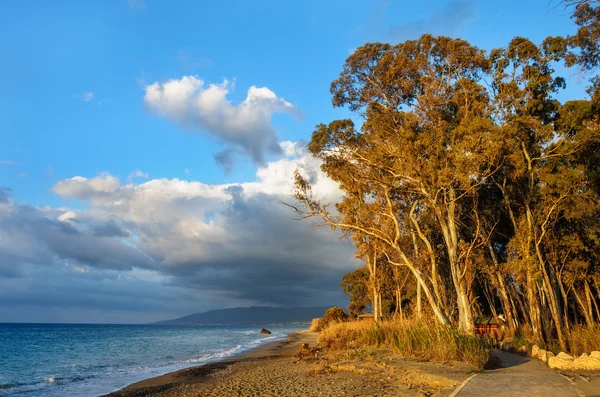 Eucalyptus grove on sandy shore of the Mediterranean Sea — Stock Photo, Image