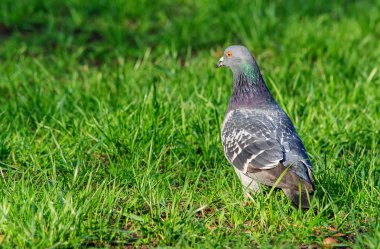 Güvercin yakın çekim yeşil çim zemin üzerine