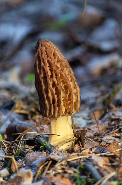 Kahverengi morel mantar