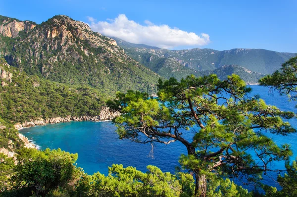 Pine trees on the southern coast of Turkey. Royalty Free Stock Images
