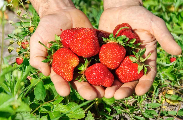 Φράουλα που βρίσκονται στα χέρια — Φωτογραφία Αρχείου