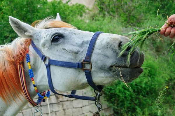 Portrait de cheval blanc . — Photo