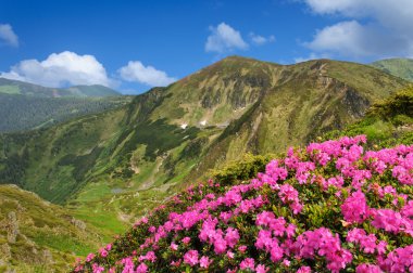 mountain alanında çiçekler