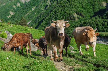 İnekler çayırlarda otluyor.