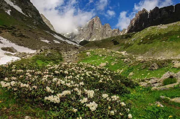 Valle cubierto de hierba y montañas nevadas en Georgia — Foto de Stock
