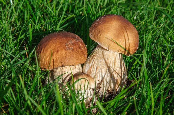 Steinpilze Hautnah Auf Grünem Gras — Stockfoto