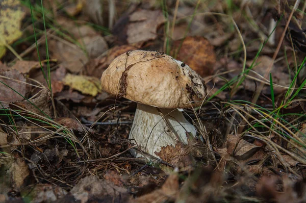 Cogumelo Boletus Crescendo Floresta Selvagem — Fotografia de Stock