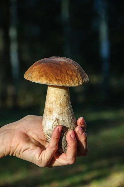 Cogumelos Boleto Uma Mão Feminina Perto — Fotografia de Stock