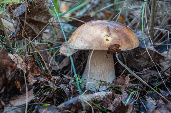 Cogumelo Boletus Crescendo Floresta Selvagem — Fotografia de Stock