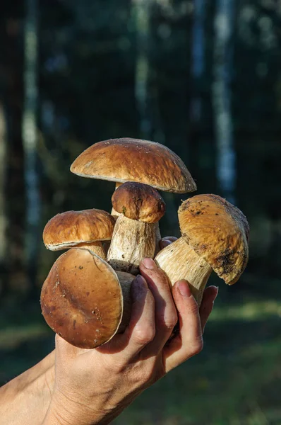 Cogumelos Boleto Uma Mão Feminina Perto — Fotografia de Stock