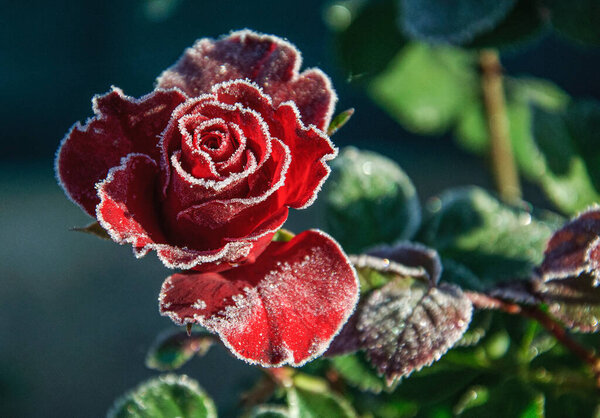 Red rose in beautiful crystals of frost in an early autumn morning