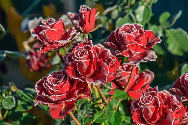 Beautiful Red Roses Autumn Hoarfrost Stock Photo