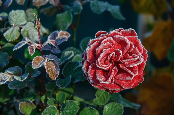 Hermosa Rosa Roja Otoño Hoarfrost — Foto de Stock