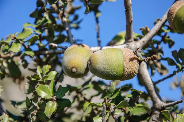Large acorns on an oak branch with small thorny leaves close up — Stock Image Large Acorns Oak Branch Small Thorny Leaves Close Royalty Free Stock Photos