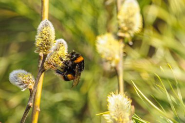 Big striped bumblebee on a branch of blossoming pussy willow close up