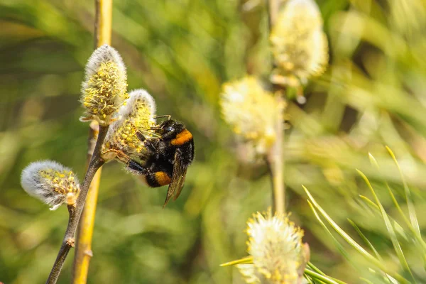 Big Striped Bumblebee Branch Blossoming Pussy Willow Close 스톡 사진