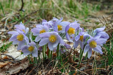 Ormanda mor rüya otlarının geniş çalısı.