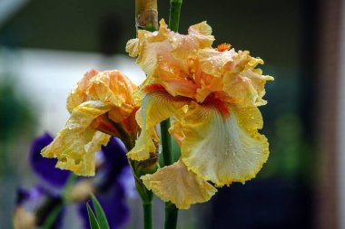 Güzel sarı süsen çiçeği yakından bak.