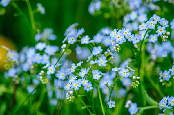 Small Delicate Blue Forget Flowers Close — Stock Photo, Image
