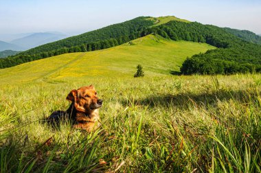 Melez bir köpek Karpat dağlarının yamacında çimlerin üzerinde uzanıyor ve uzaklığa bakıyor. Ukrayna