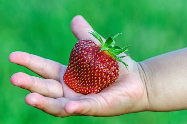 Bir çocuğun elinde büyük olgun çilekler.