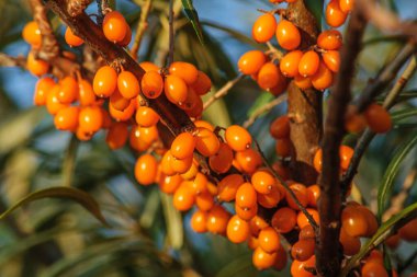 Parlak portakal olgun böğürtlenler yakın bir dalda.