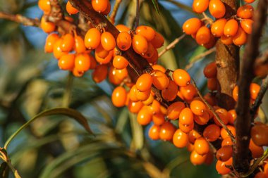 Parlak portakal olgun böğürtlenler yakın bir dalda.