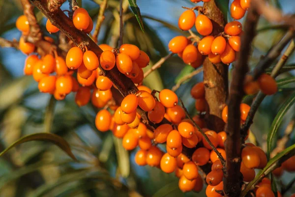 오렌지색익은 열매가 나뭇가지를 클로즈업 — 스톡 사진