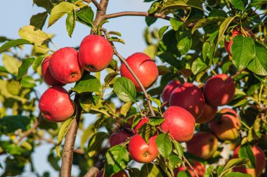 Olgun kırmızı elmalar bir elma ağacının dalına yakın çekim yaparlar.