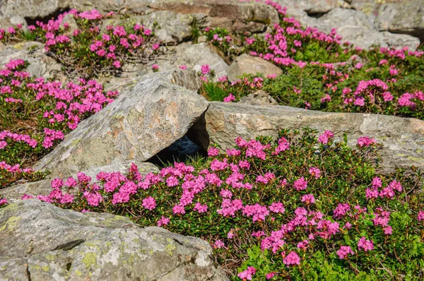 Karpat Dağları Ndaki Büyük Kayalıklarda Pembe Karpat Rhododendronu Çalıları Ukrayna — Stok fotoğraf