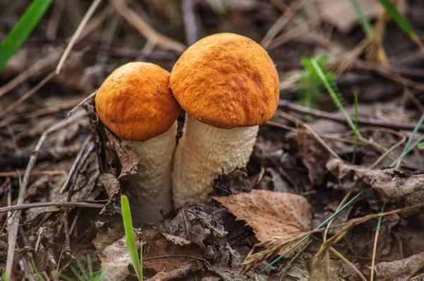 Zwei Junge Schöne Steinpilze Mit Orangefarbenen Kappen Einem Laubwald — Stockfoto
