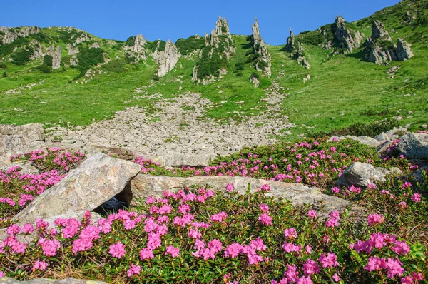 Bellissimi Cespugli Rododendro Rosa Dei Carpazi Enormi Rocce Nelle Montagne — Foto Stock