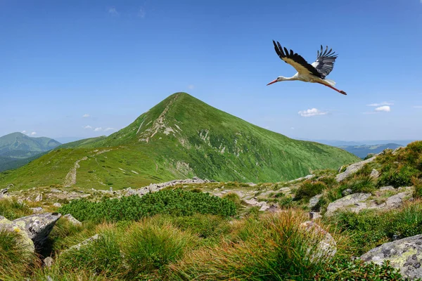 Piękny Widok Najpopularniejszy Szczyt Ukrainy Karpaty Hoverla Bocian Lecący Kierunku — Zdjęcie stockowe