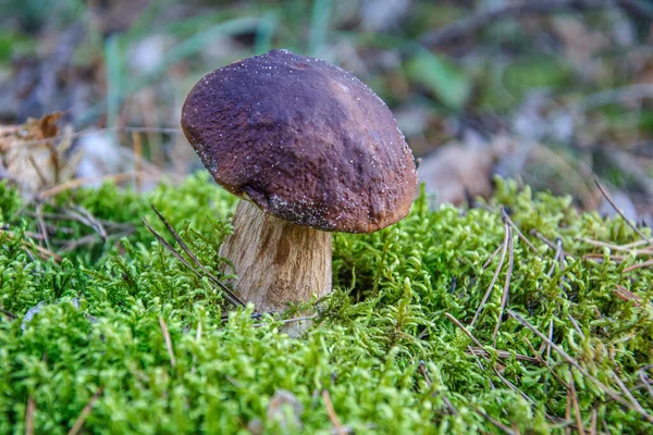 Junge Essbare Steinpilze Mit Brauner Kappe Wachsen Moos — Stockfoto